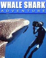 whale sharks swim