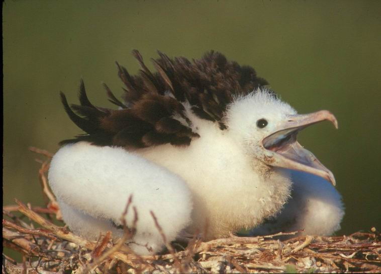 Birds at Isla Contoy Ask for a Bird Watching tour at Contoy Island