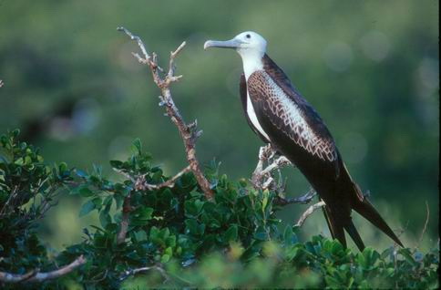 Birds at Isla Contoy Ask for a Bird Watching tour at Contoy Island