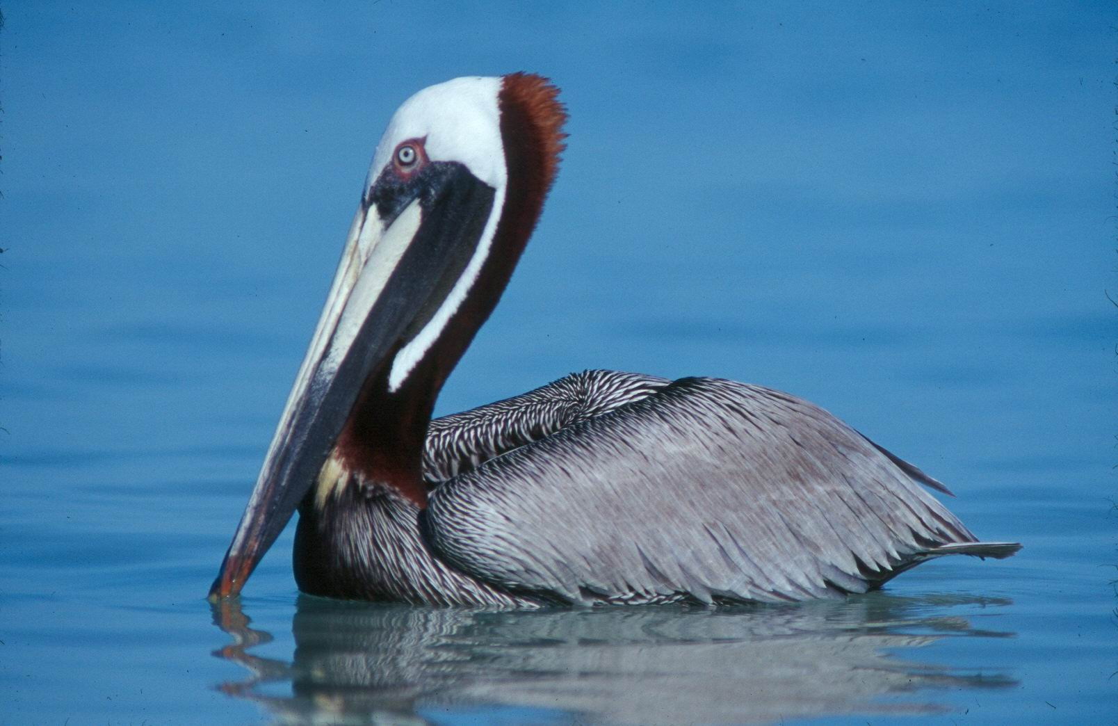 Birds at Isla Contoy Ask for a Bird Watching tour at Contoy Island