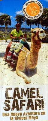 Camel Safari