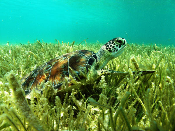 Snorkel Xtreme