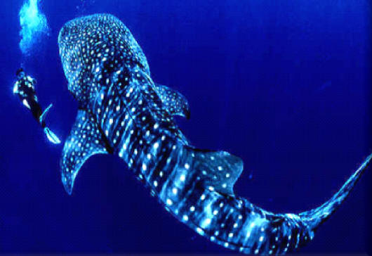 WHALE SHARK tour cancun price phone 998-848-2904 riviera maya ...