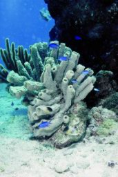 coral-reef-08.jpg