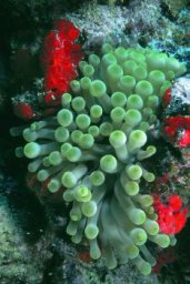 coral-reef-11.jpg