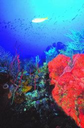 coral-reef-25.jpg