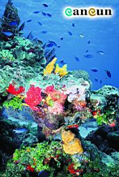 MI33-colorfull-reef.jpg
