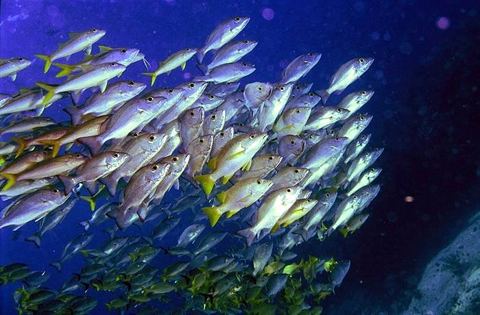 Arrecifes y buceo — Arrecife de coral (archivo)