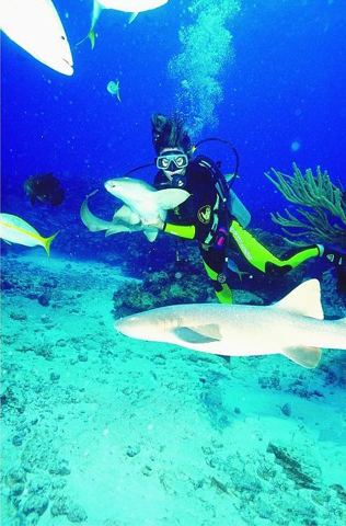 Arrecifes y buceo — Arrecife de coral (archivo)