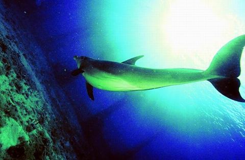 Arrecifes y buceo — Arrecifes de Cozumel (archivo)