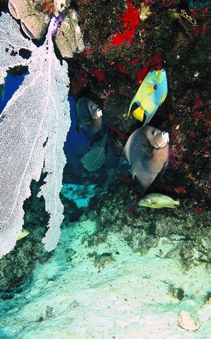 Arrecifes y buceo — Arrecifes de Cozumel (archivo)
