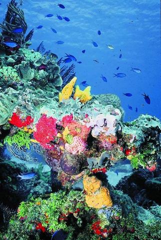 Arrecifes y buceo — Buceo en Cozumel (archivo)