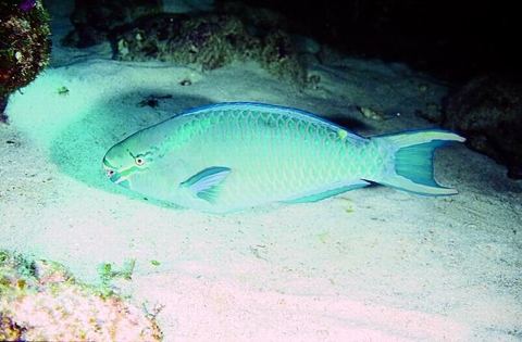 Arrecifes y buceo — Buceo en Cozumel (archivo)