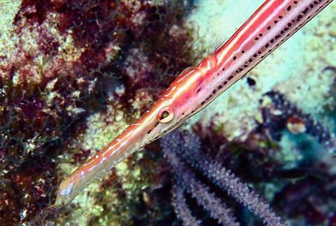 Arrecifes y buceo — Buceo en Cozumel (archivo)
