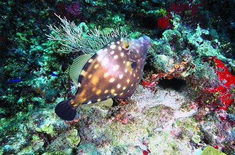 Arrecifes y buceo — Buceo en la Riviera Maya (archivo)