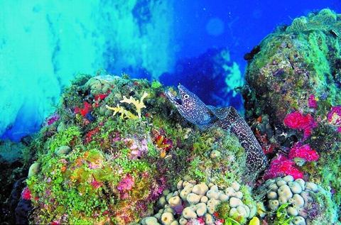Arrecifes y buceo — Snorkel (archivo)