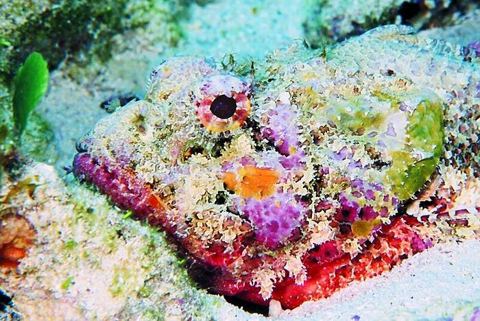 Arrecifes y buceo — Snorkel (archivo)