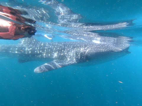 Reefs & diving