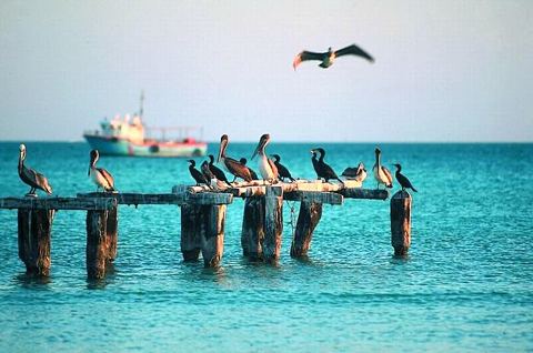 Holbox (archive)