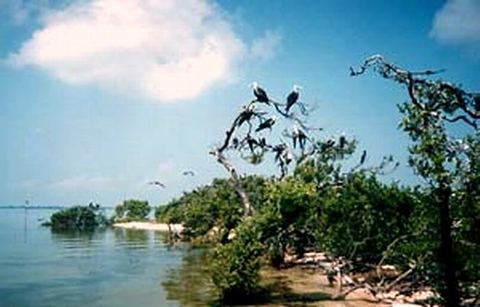 Holbox (archive)