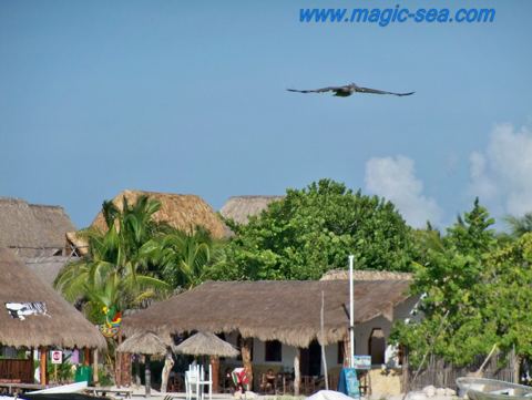 Holbox