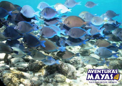 Snorkel Xtreme Zip Line canopy tour plus Riviera Maya…