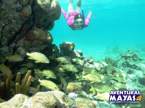 Snorkel Xtreme Zip Line canopy tour plus Riviera Maya…