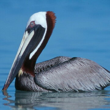 Brown pelican