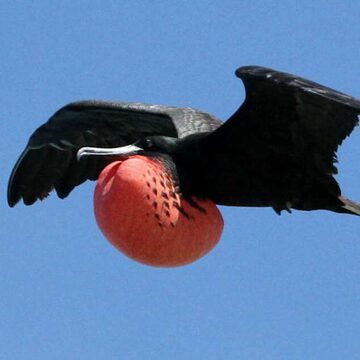 Magnificent frigatebird (male)