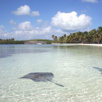 Southern stingray