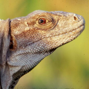 Black spiny-tailed iguana