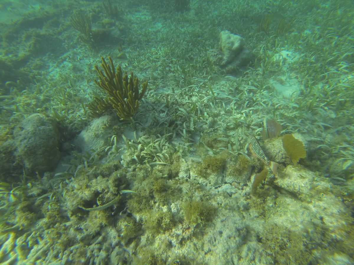 Jungle tour snorkel MUSA