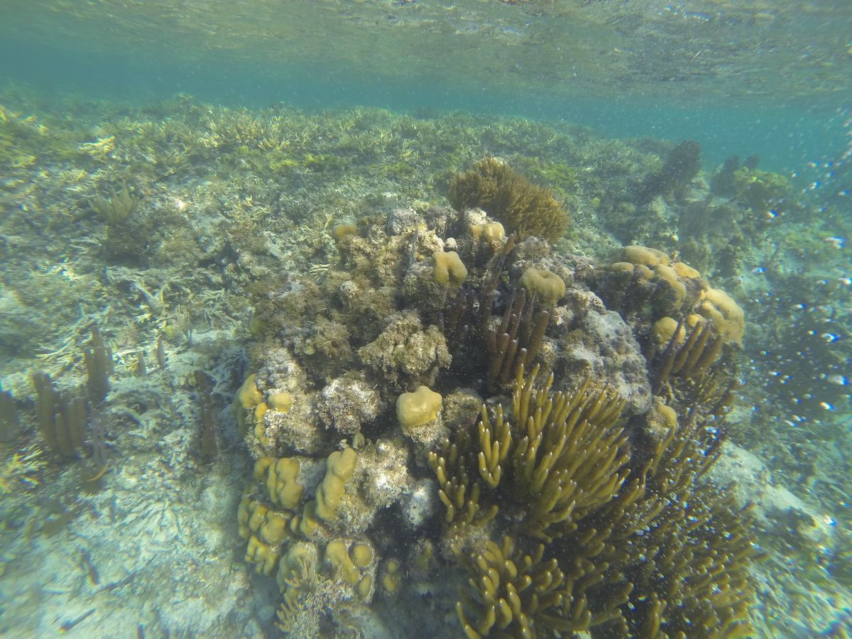 Jungle tour snorkel MUSA