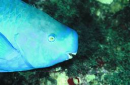 cozumel-buceo-02.jpg