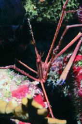 cozumel-buceo-12.jpg
