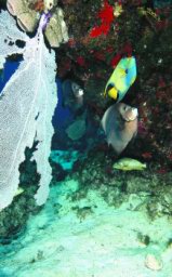 cozumel-buceo-23.jpg