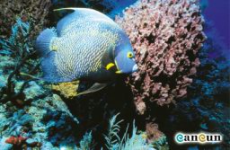 Av02-angel-fish.jpg