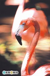 Av05-flamenco-flamingo.jpg