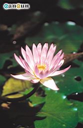 Av06-flower.jpg