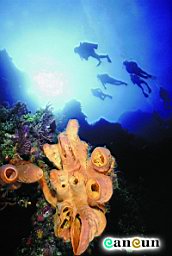 Av23-coral-reef.jpg