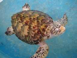 turtle.jpg